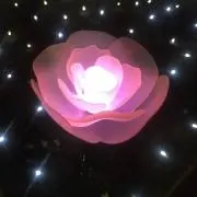 ねむの画像