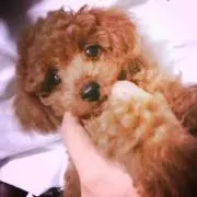 はらちゃんの画像