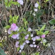 ♡t♡y即購入可能。の画像