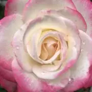 オリーブの画像