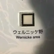 コバヤシワ