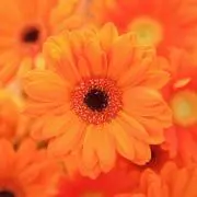オレンジ