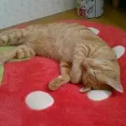 みぃあの画像
