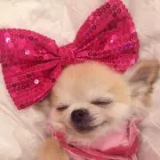 りんこの画像