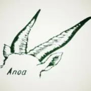 nohhosoの画像