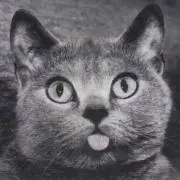 なーのの画像