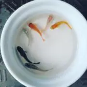 ange❁⃘*.゜の画像
