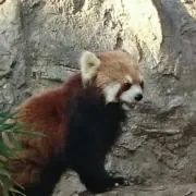 NNの画像