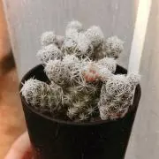 nの画像