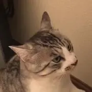 Niboshi36の画像