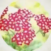 すぶたの画像