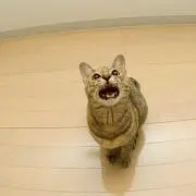 しゃん