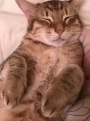 nokko