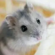 りえ