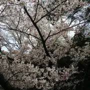 千本桜の画像