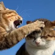ねこぱんち本店の画像