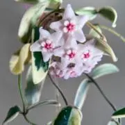 LuckyGardenの画像