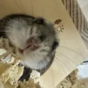 さくらの画像