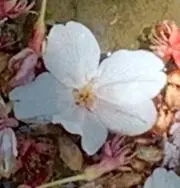 sakura