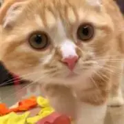 コッペパン