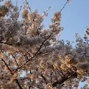 白桜☆プロフ必読ください