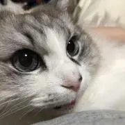 マロンの画像