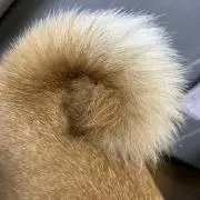 まめしばの画像