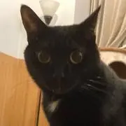 りゅうりゅうの画像
