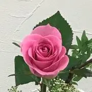 さくらの画像