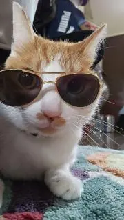 しばちゃん