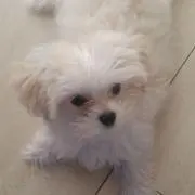 カメの画像