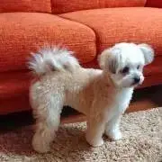 くぅの画像
