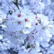 rinの画像