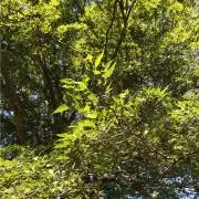 マドモアゼル愛ペット専用チューナー 444Hz ミニハンマー 施術用