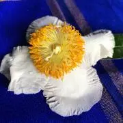 tacの画像
