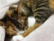 みかん1021の画像