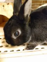 むーうさの画像