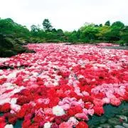 soの画像