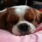 Sunbu-