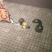 ⭐︎わどすけ⭐︎の画像