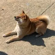 nao