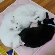黒白白白猫の画像