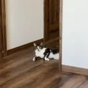 Kani