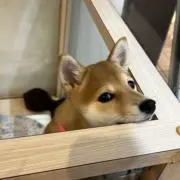 狗老板の画像