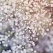 Noelの画像