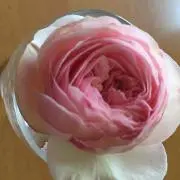 てんちゃん