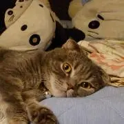 ぴよよの画像