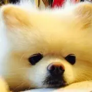ぐーでたまたま '-'