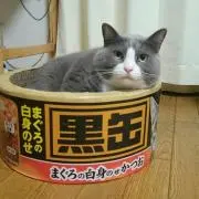 ハハネコ