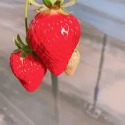 Reiの画像